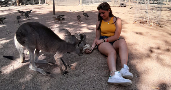 Austauschschülerin füttert ein Kangaroo in Australien