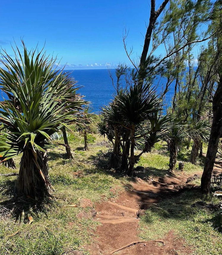 Wald und Meer auf La Réunion