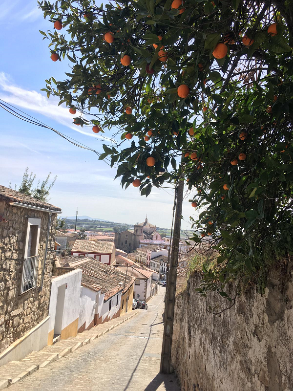 Orangenbaum in Spanien