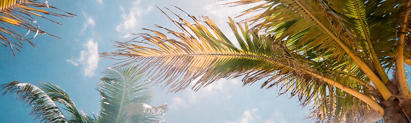 Palmen in Florida, USA