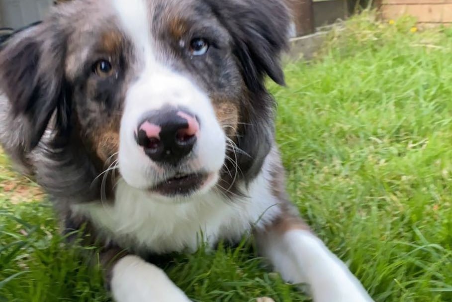 Hund liegt auf einer Wiese