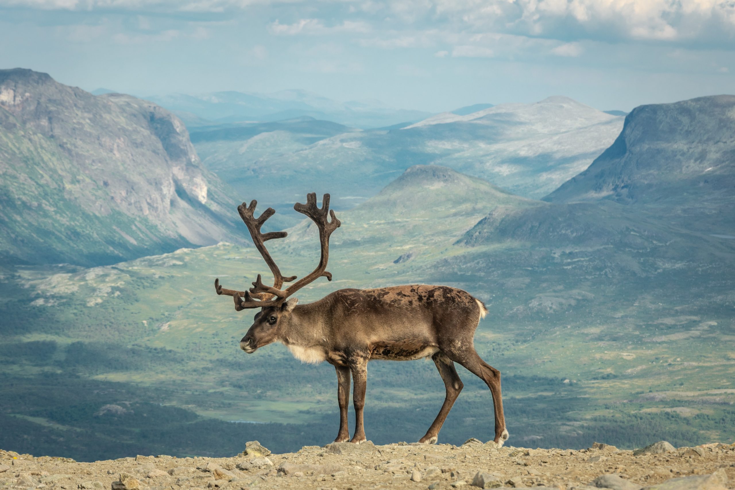 Elch in Gebirge in Norwegen