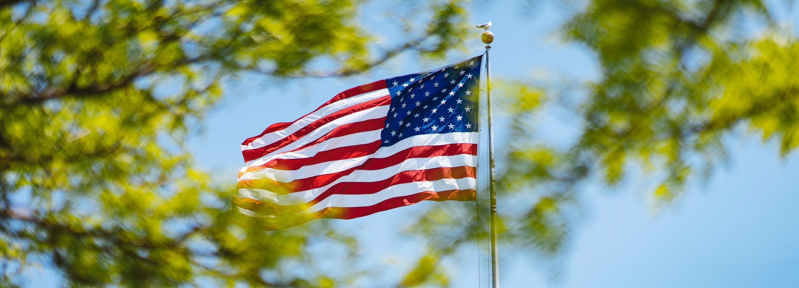 Flagge der USA weht im Wind vor grünen Bäumen