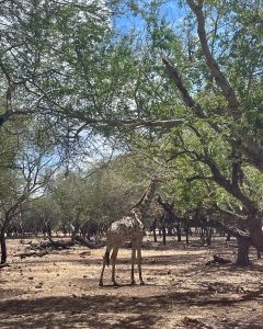 Giraffe auf Mauritius