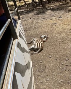 Zebra auf Mauritius